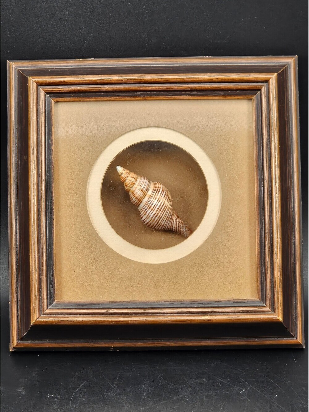 Framed Sea Shell Shadow Box Art Vintage Coastal Nautical Beach Wall Decor